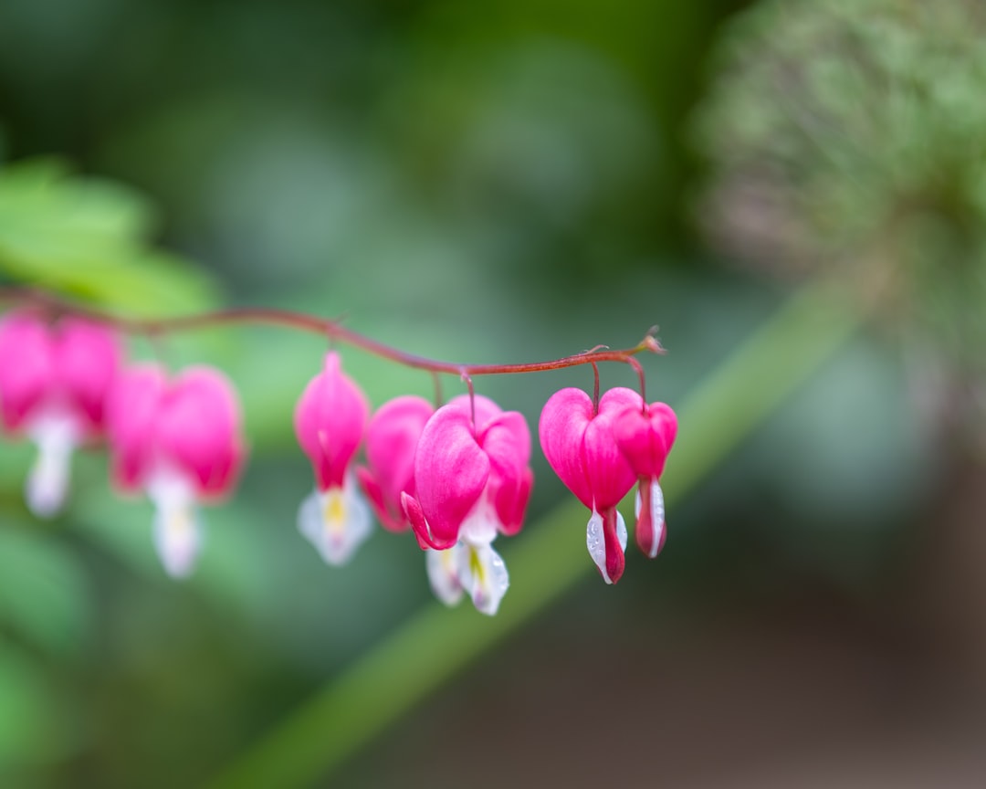 Katedra w Magdeburgu - architektura i historia